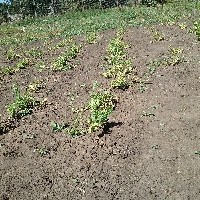 095121(Lathyrus ochrus5293).jpg