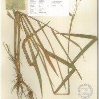 IRGC 101082 Herbarium