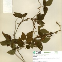 21134 herbarium