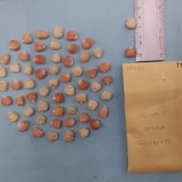 CIMMYTMA 7258 - Reference inventory.jpg