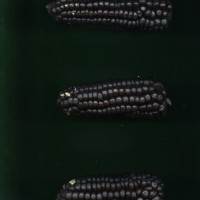 CIMMYTMA 10362 APUC 136 TC22U-2903-153 E1.jpg