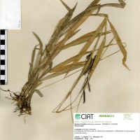 26171 herbarium