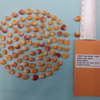 CIMMYTMA 14157 - Reference Inventory.jpg
