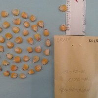 CIMMYTMA 6015 - Reference Inventory.jpg