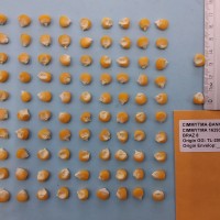 CIMMYTMA 16293 - Reference Inventory.jpg