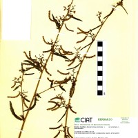 9565 herbarium