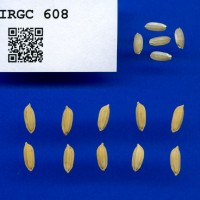 IRGC 608 Seed Photo