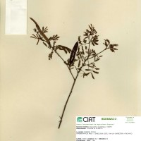 7128 herbarium