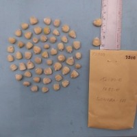 CIMMYTMA 7300 - Reference inventory.jpg