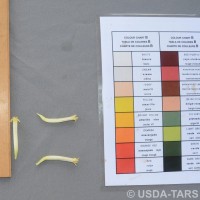 6.6.2 - Compound tepal basic colour