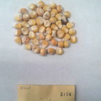 CIMMYTMA 3156 - Reference Inventory.jpg