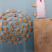 CIMMYTMA 7037 - Reference inventory.jpg