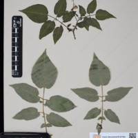 CIP 760248_HHCH 4531c_08.jpg