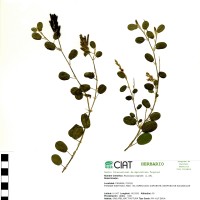 7136 herbarium