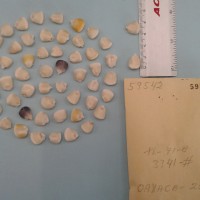 CIMMYTMA 5954 - Reference Inventory.jpg