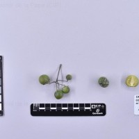 CIP 762337_OCHS 15604_acl_B.jpg