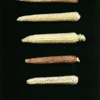 CIMMYTMA 25113 TLAX 212 TC24U-2903-160 C.jpg