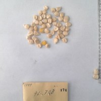 CIMMYTMA 174 - Reference Inventory.jpg