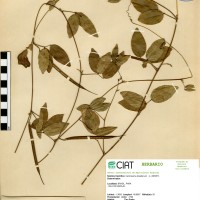 15527 herbarium