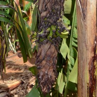 6.4.15 - Male bud shape