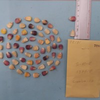 CIMMYTMA 7218 - Reference inventory.jpg