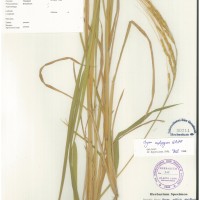 IRGC 100904 Herbarium