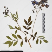 CIP 765693_RPSP 004_05.jpg