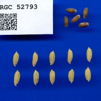 IRGC 52793 Seed Photo