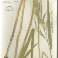 IRGC 104764 Herbarium