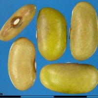 G15936 seed.jpg
