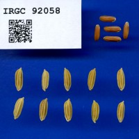 IRGC 92058 Seed Photo