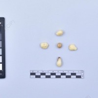 CIP 761163_OCHS 11004_tnd_T_2024.jpg