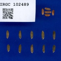 IRGC102489.jpg