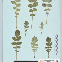 CIP 760339 herbarium