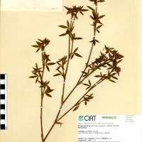 1177 herbarium