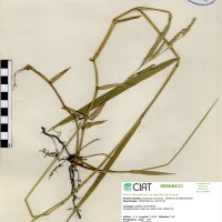 6133 herbarium