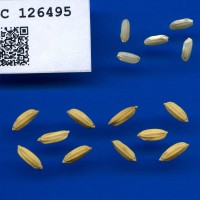 IRGC 126495 Seed Photo
