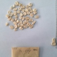 CIMMYTMA 681 - Reference Inventory.jpg