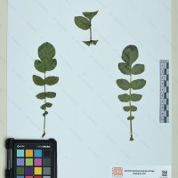 CIP 760561 herbarium
