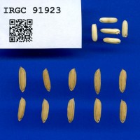 IRGC 91923 Seed Photo
