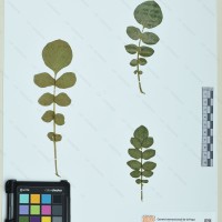 CIP 760483 herbarium