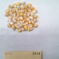 CIMMYTMA 3519 - Reference Inventory.jpg