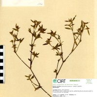 1771 herbarium