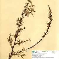 7015 herbarium