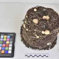 CIP760689_OKA 4356_Tb.JPG