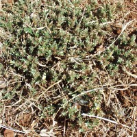 Stylosanthes mexicana 11049.JPG