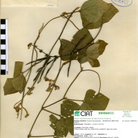 17303 herbarium