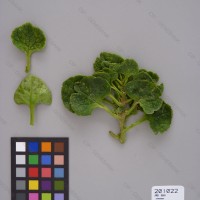 CIP 201022 Herbarium