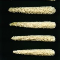 CIMMYTMA 8524 MEXI 529 BA23U-2903-13 C.jpg