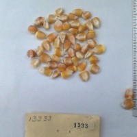 CIMMYTMA 1333 - Reference Inventory.jpg